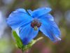 Meconopsis Inverewe